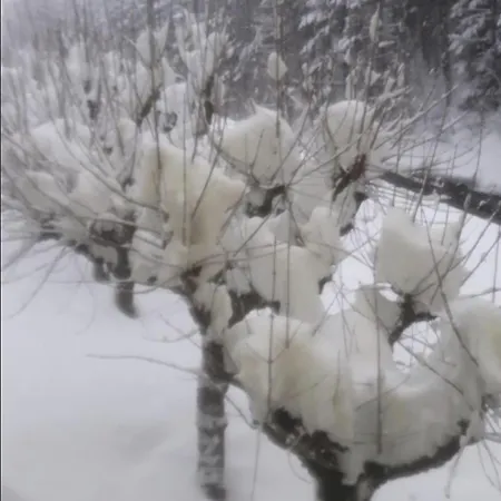 Rasmia Bienvenidos A